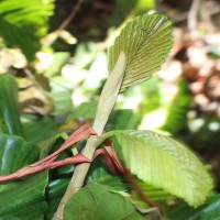 Dipterocarpus zeylanicus Thwaites